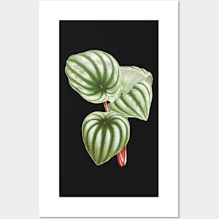 Watermelon Peperomia - Botanical Illustration Posters and Art